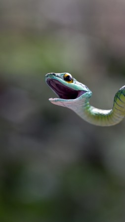 Eastern green mamba, snake, macro, blur (vertical)