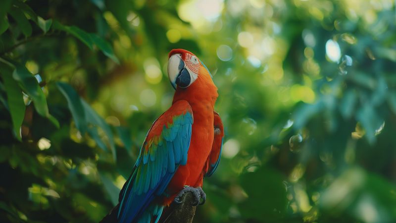 parrot wallpaper, colorful, green, background for desktop wallpaper (horizontal)