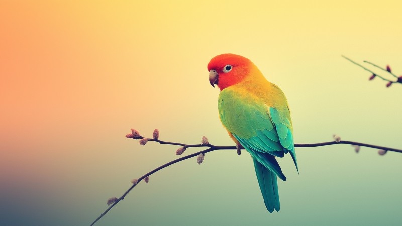 rainbow parrot wallpaper, tropical birds, wildlife, background for desktop wallpaper (horizontal)