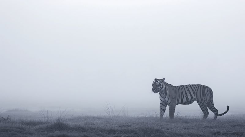 white tiger wallpaper, animals, exotic, background for desktop wallpaper (horizontal)