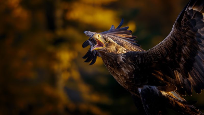 Eagle wallpaper, wildlife, nature, background for desktop wallpaper (horizontal)