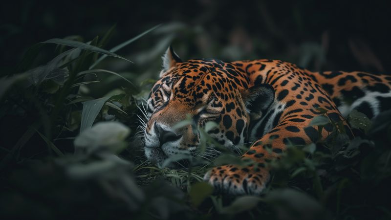 jaguar wallpaper, wild, endangered species, background for desktop wallpaper (horizontal)