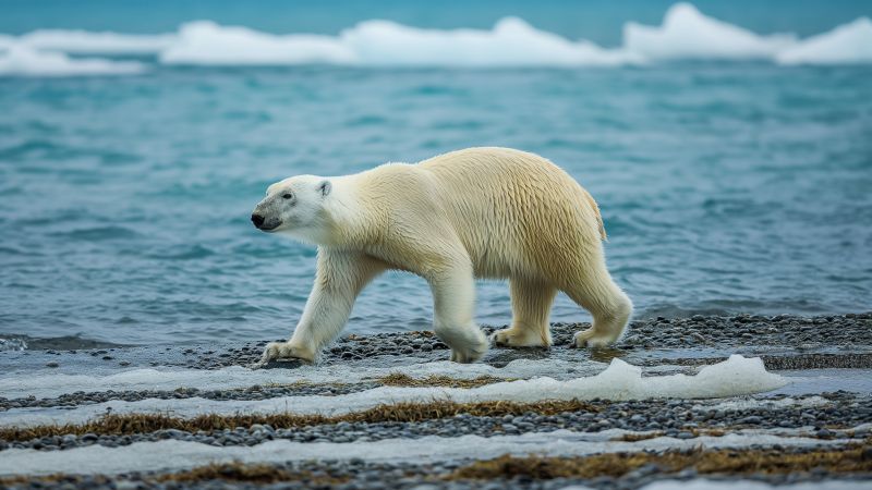 bear wallpaper, ocean, Canada, background for desktop wallpaper (horizontal)