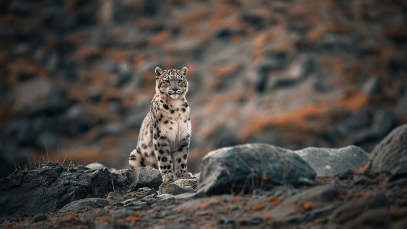Leopard wallpaper, cute, sitting, background for desktop wallpaper (horizontal)