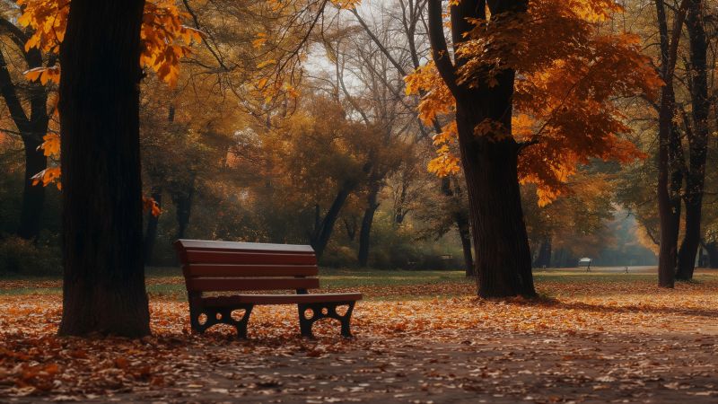 autumn park wallpaper, colorful leaves, fall foliage, background for desktop wallpaper (horizontal)