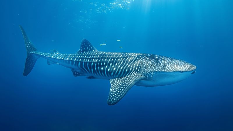 whale shark wallpaper, ocean, tourism, background for desktop wallpaper (horizontal)