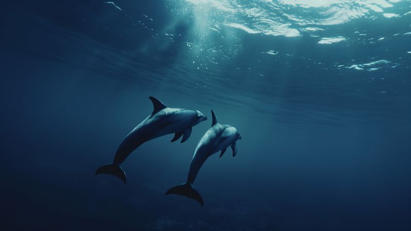 Spinner dolphin wallpaper, diving tourism, underwater photography, background for desktop wallpaper (horizontal)