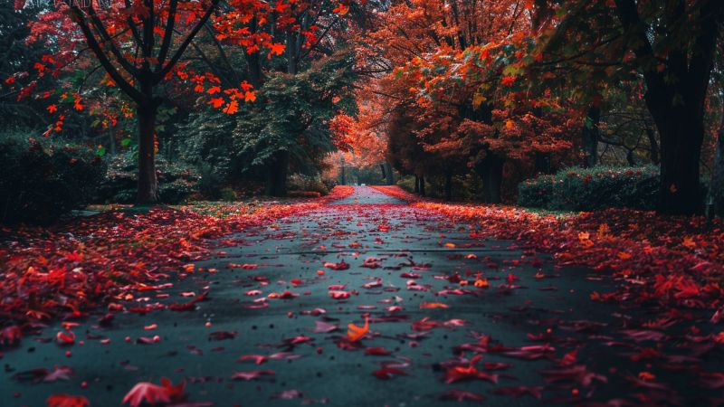 park wallpaper, beautiful, 4k wallpaper, background for desktop wallpaper (horizontal)