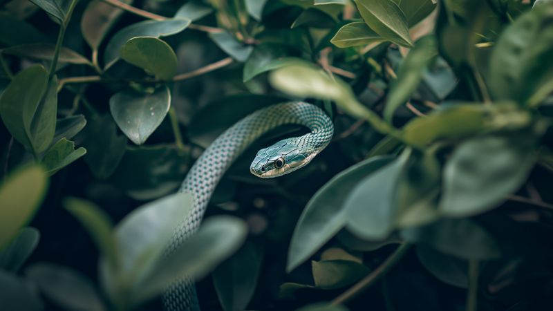 Green mamba wallpaper, tourism, zoo, background for desktop wallpaper (horizontal)