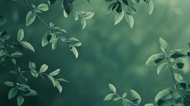 leaves wallpaper, nature, high resolution, background for desktop wallpaper (horizontal)