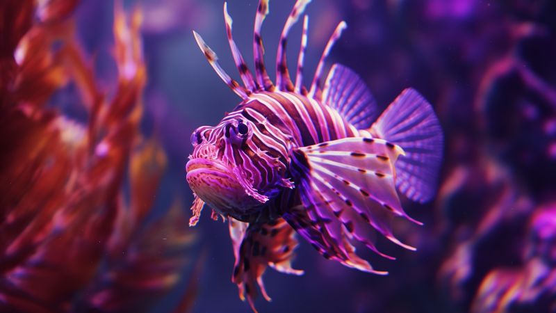 lionfish wallpaper, underwater, diving, background for desktop wallpaper (horizontal)