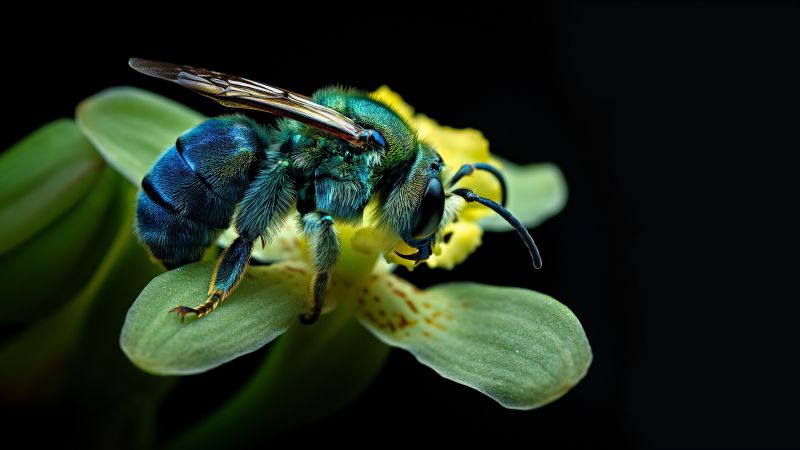 Euglossa Orchid Bee wallpaper, insects, black backdrop, background for desktop wallpaper (horizontal)
