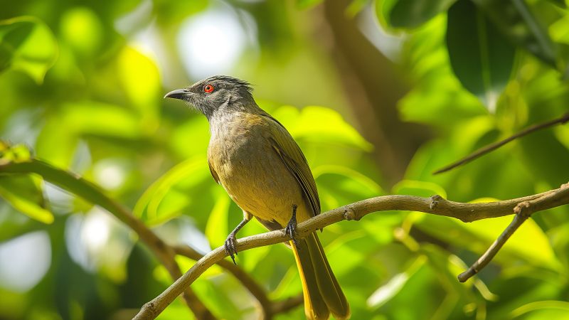 Stripe Throated Bulbul wallpaper, birdwatching, tropical, background for desktop wallpaper (horizontal)