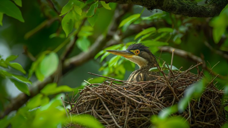 Great bittern wallpaper, bird, nest, background for desktop wallpaper (horizontal)