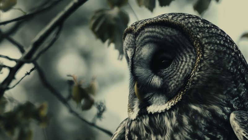 owl wallpaper, bird, bird of prey, background for desktop wallpaper (horizontal)