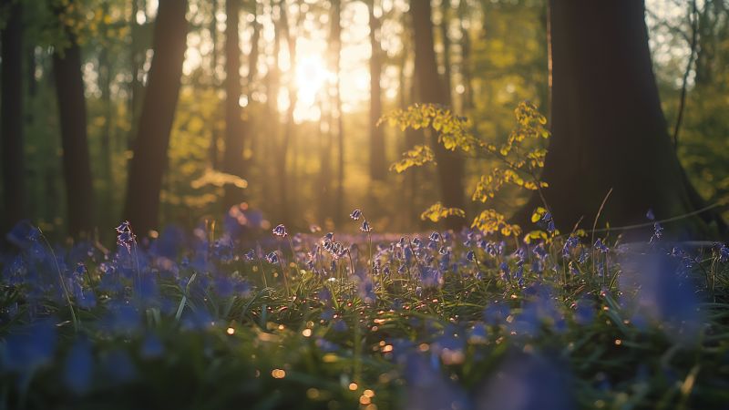 forest wallpaper, spring, Belgium, background for desktop wallpaper (horizontal)