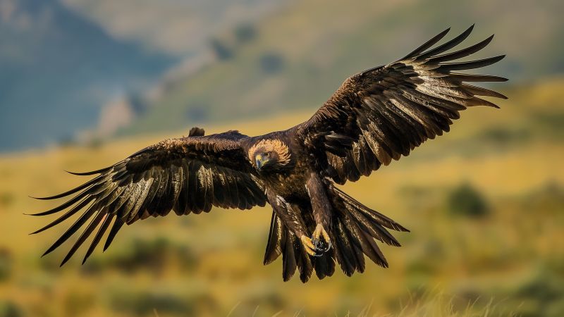 Golden Eagle wallpaper, nature, green grasslands, background for desktop wallpaper (horizontal)