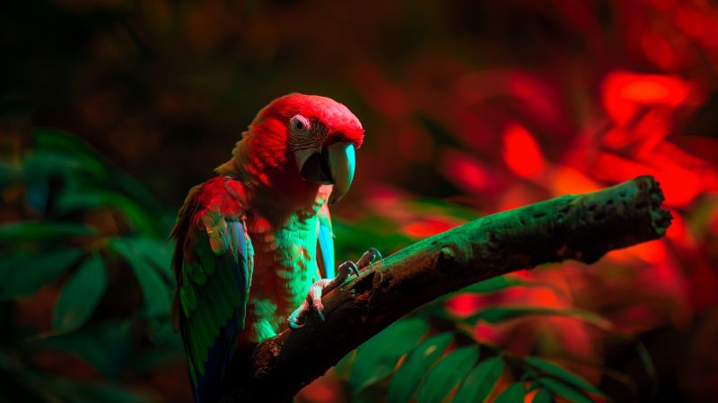 parrot wallpaper, nature, green, background for desktop wallpaper (horizontal)