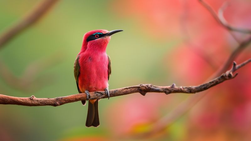Northern carmine bee-eater wallpaper, vibrant pink, Central African Republic, background for desktop wallpaper (horizontal)