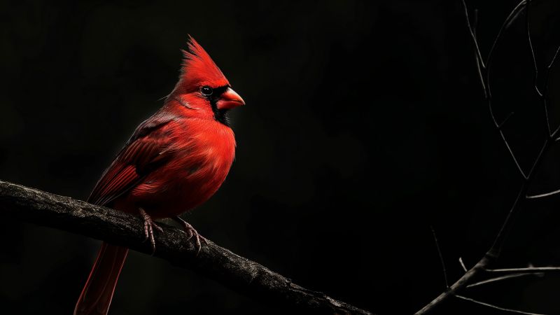 Northern Cardinal wallpaper, bird, tourism, background for desktop wallpaper (horizontal)