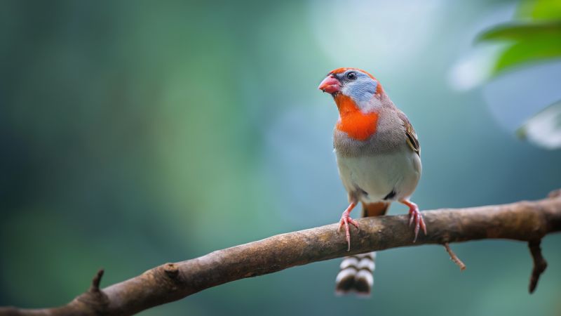 zebra finch wallpaper, nature, Indonesia, background for desktop wallpaper (horizontal)