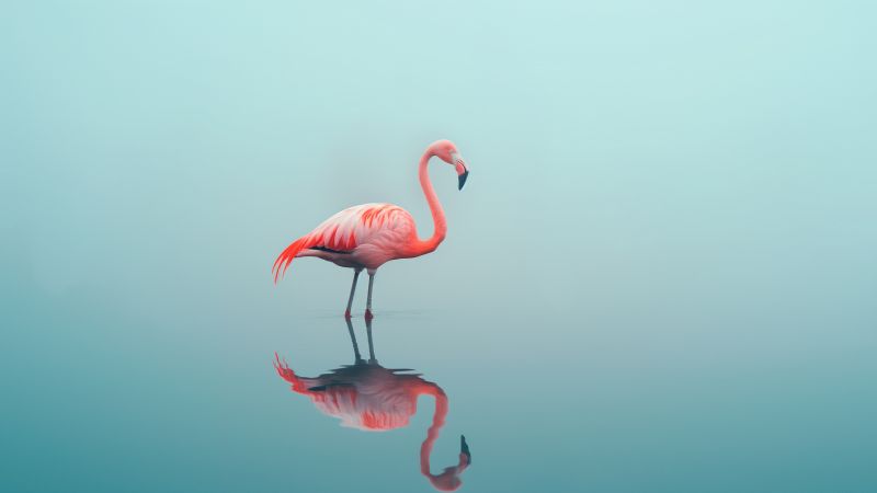 flamingo wallpaper, beach, coastal, background for desktop wallpaper (horizontal)