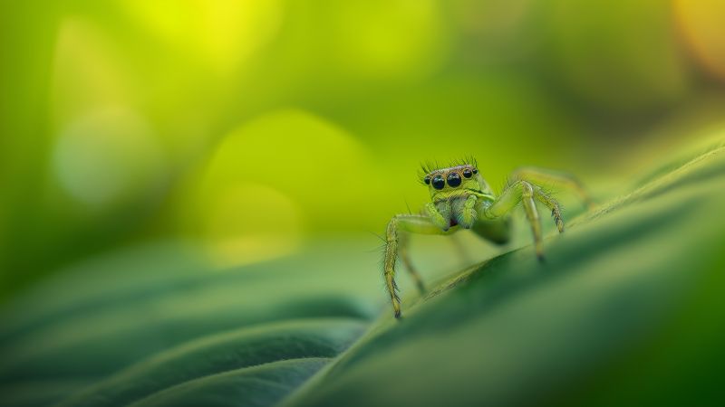 Jumping Spider wallpaper, nature, cute, background for desktop wallpaper (horizontal)