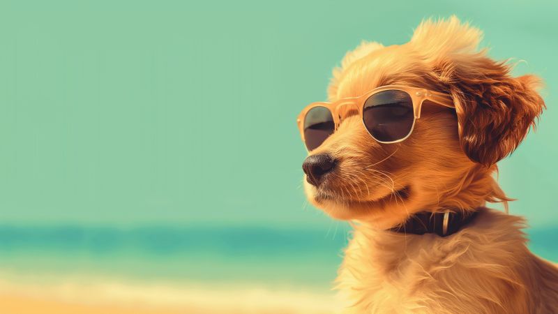 Dog wallpaper, summer, vacation, background for desktop wallpaper (horizontal)