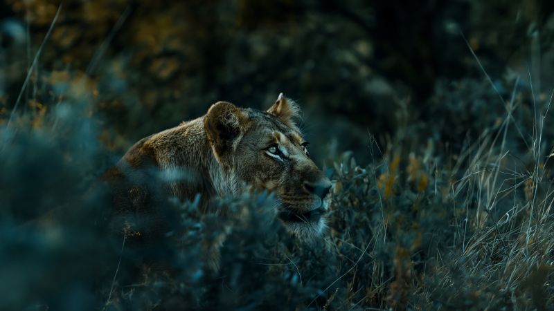 lion wallpaper, wildlife, big cat, background for desktop wallpaper (horizontal)