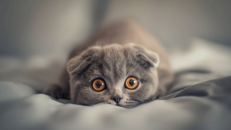 Scottish Fold wallpaper, kitten, pet, background for desktop wallpaper (horizontal)