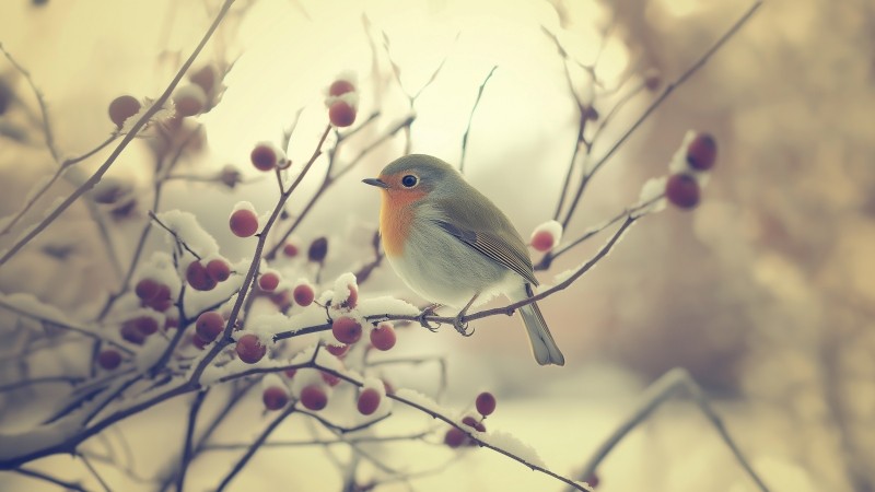 bird wallpaper, tranquil, peaceful, background for desktop wallpaper (horizontal)