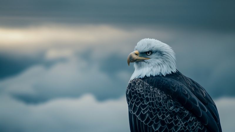Eagle wallpaper, wings, plumage, background for desktop wallpaper (horizontal)