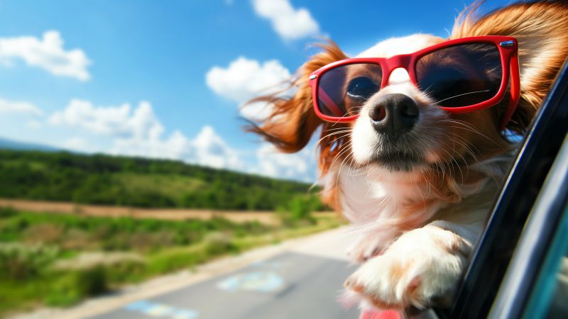 Dog wallpaper, puppy, hair, background for desktop wallpaper (horizontal)