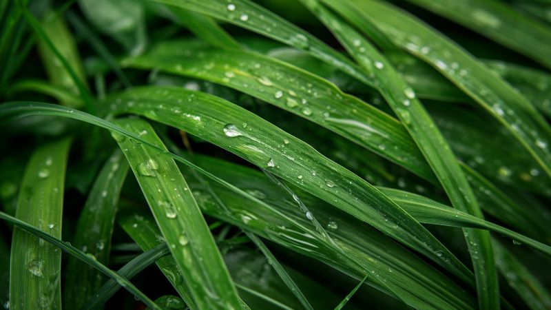 grass wallpaper, vibrant, high resolution, background for desktop wallpaper (horizontal)