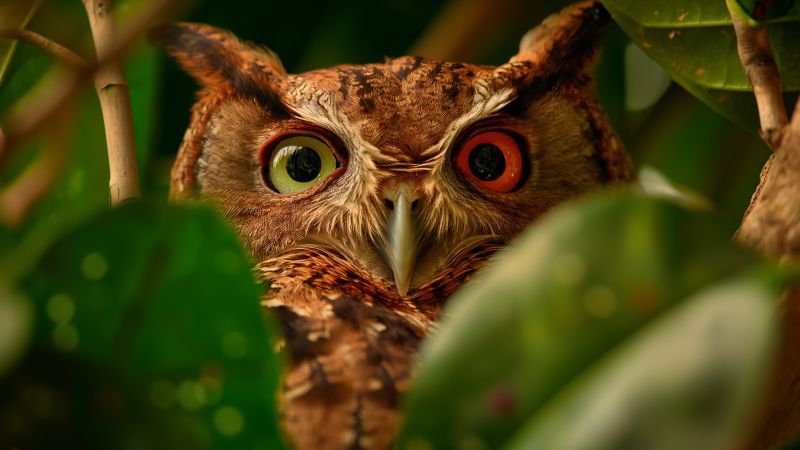 owl wallpaper, red, nature, background for desktop wallpaper (horizontal)