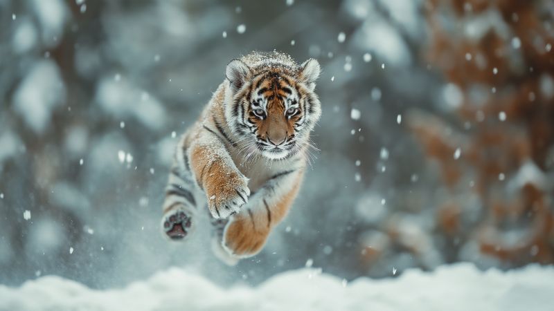 tiger wallpaper, cute animals, frigid climate, background for desktop wallpaper (horizontal)