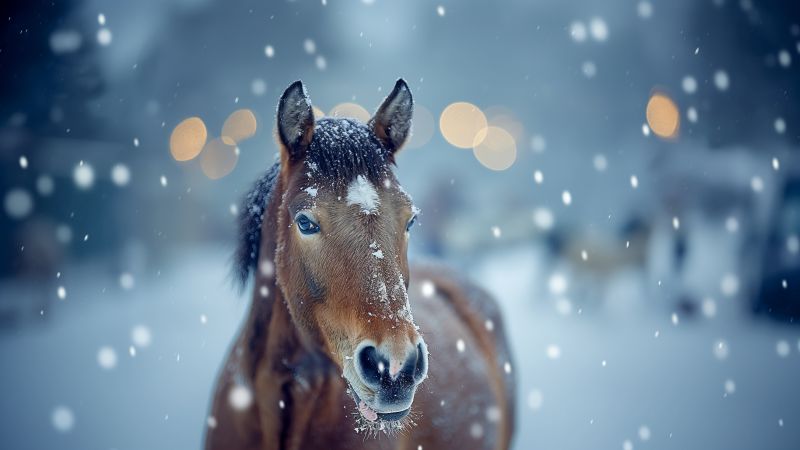 horse wallpaper, winter wonderland, frosty landscape, background for desktop wallpaper (horizontal)