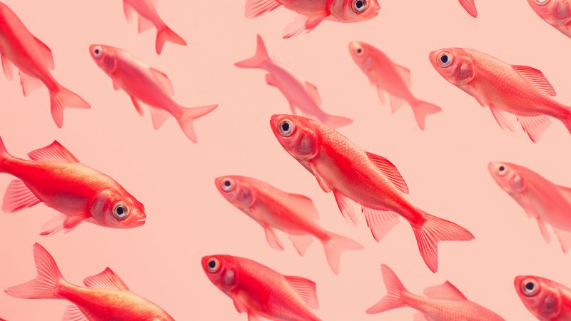 fish wallpaper, vibrant colors, 4k resolution, background for desktop wallpaper (horizontal)