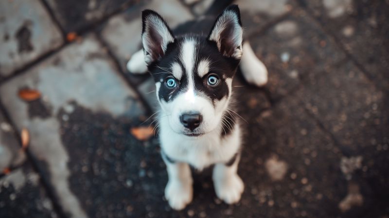 Husky wallpaper, 4k resolution, playful pups, background for desktop wallpaper (horizontal)