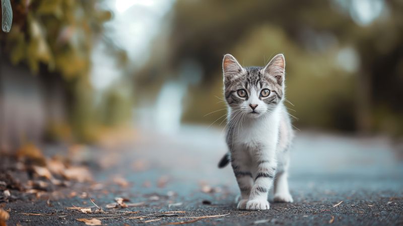 kitten wallpaper, feline, playful, background for desktop wallpaper (horizontal)