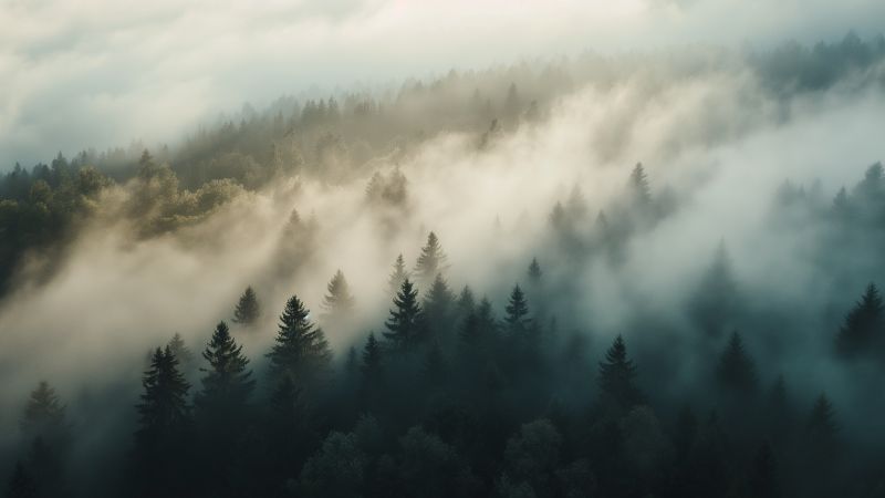 Fog wallpaper, High resolution, Serene, background for desktop wallpaper (horizontal)