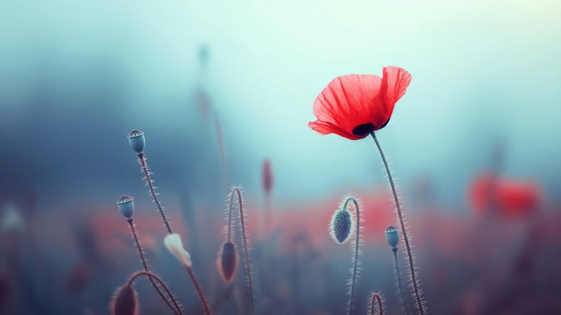 poppy wallpaper, vibrant, nature, background for desktop wallpaper (horizontal)