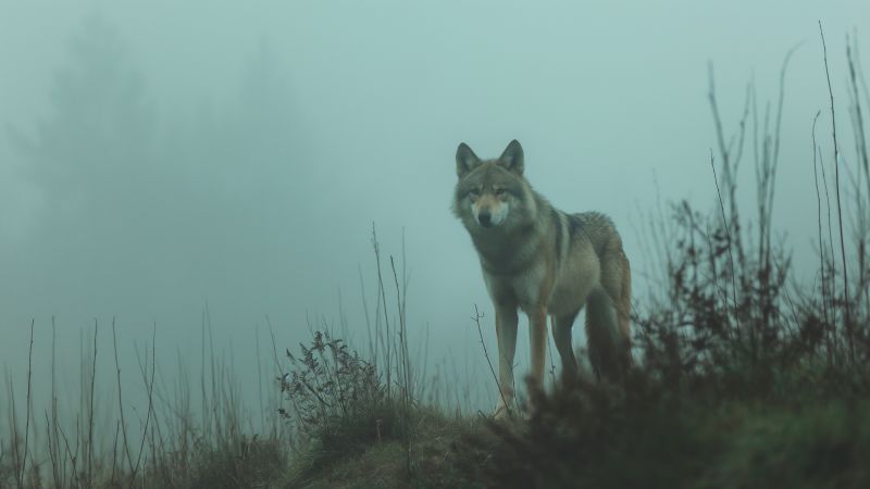 wolf wallpaper, 4K resolution, majestic beast, background for desktop wallpaper (horizontal)