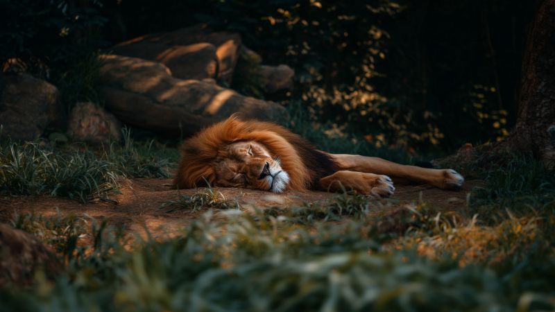 lion wallpaper, 6K, big cat, background for desktop wallpaper (horizontal)