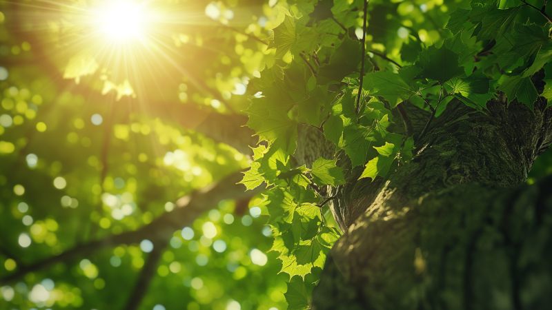 trees wallpaper, sunlight, nature, background for desktop wallpaper (horizontal)