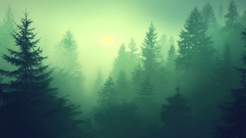 forest wallpaper, greenery, vibrant, background for desktop wallpaper (horizontal)