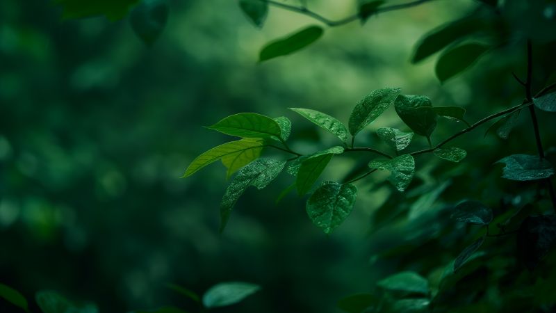 leaves wallpaper, verdant, lush, background for desktop wallpaper (horizontal)