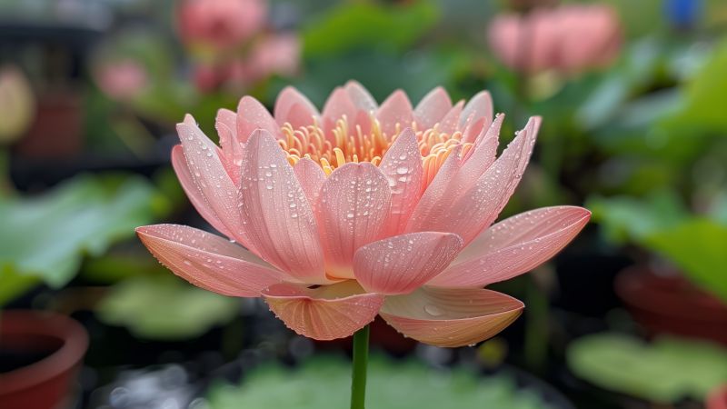 iPhone 16 wallpaper, blooming flower, floral design, background for desktop wallpaper (horizontal)