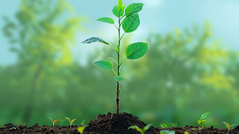 sprout wallpaper, shoot, nature, background for desktop wallpaper (horizontal)