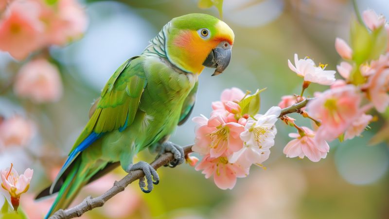parrot wallpaper, vibrant, blooming flowers, background for desktop wallpaper (horizontal)